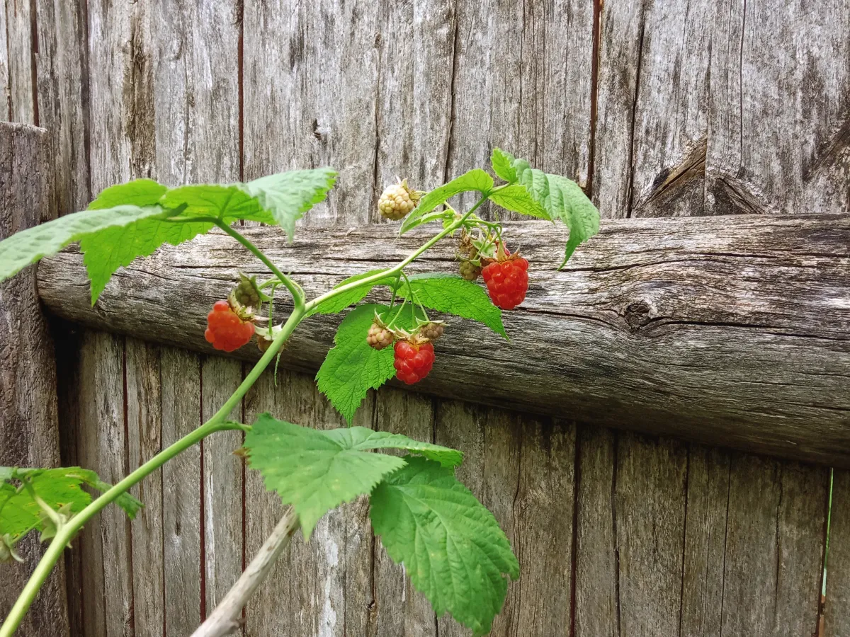 tipps himbeeren duengen im fruehjahr oder herbst