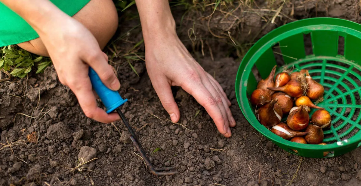 tulpen für die pflanzung vorbereiten pflanzort auswählen