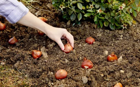 tulpenzwiebeln pflanzen zwischen den zwiebeln etwa 10 cm platz