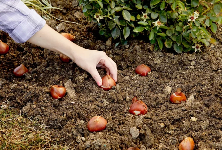 tulpenzwiebeln pflanzen zwischen den zwiebeln etwa 10 cm platz