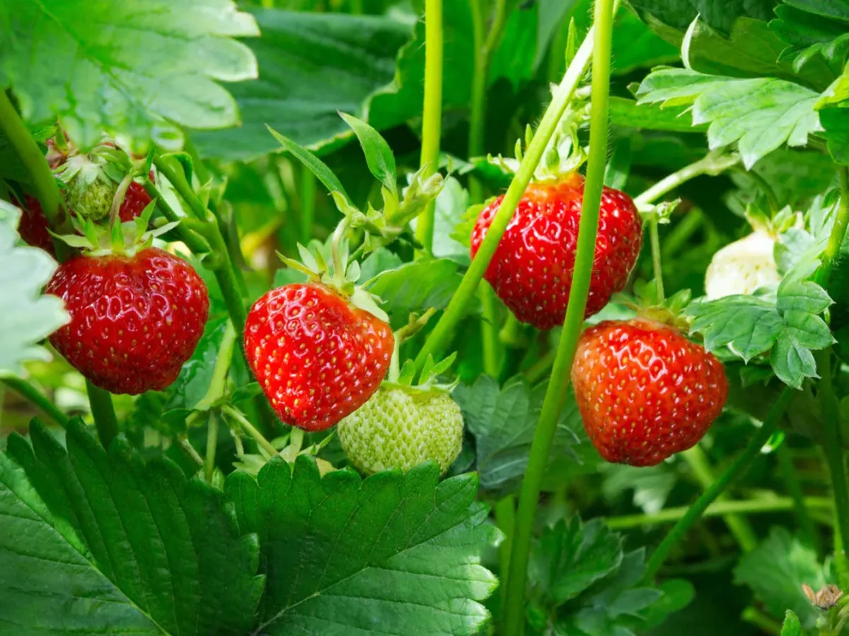 warum erdbeeren im september pflanzen
