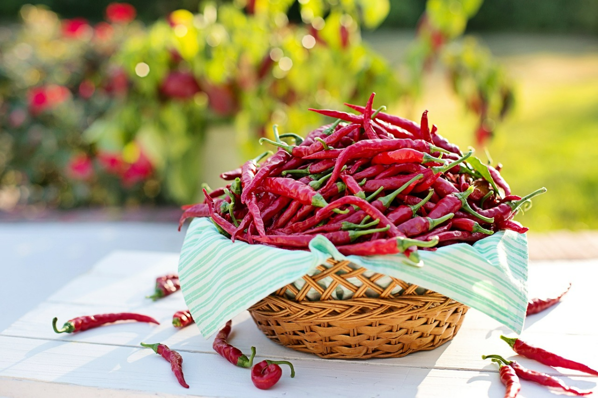 was kann man aus chilis machen rezepte mit paprikas