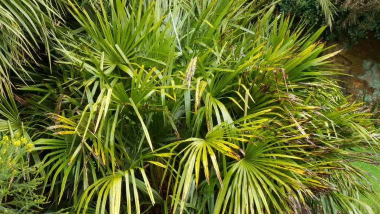 welche palmen sind winterhart palme im kuebel winterfest machen nadelpalme