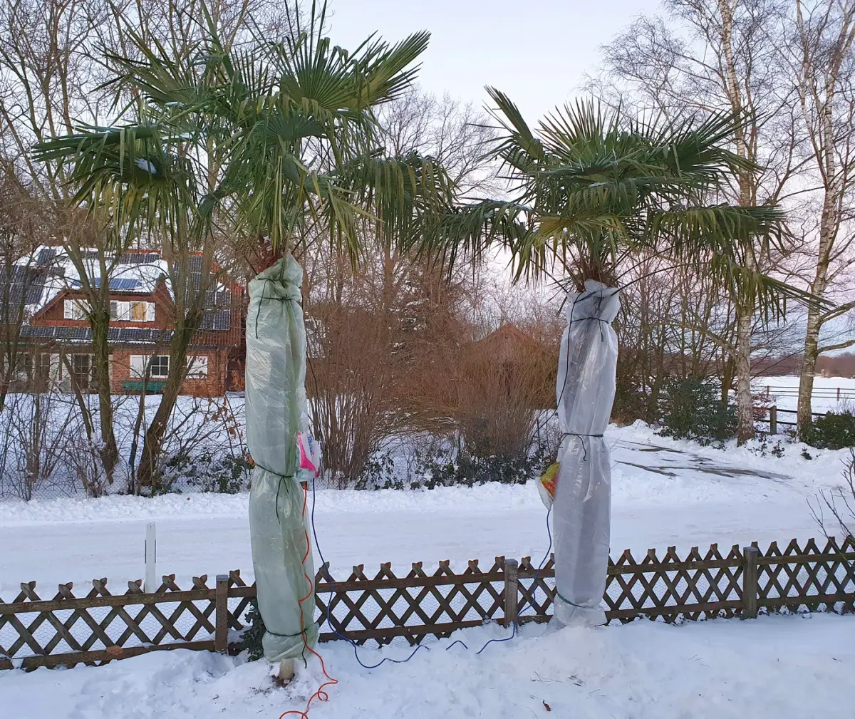 welche palmen sind winterhart wann palme winterfest machen garten zwei chinesische palmen mit vlies eingewickelt winter