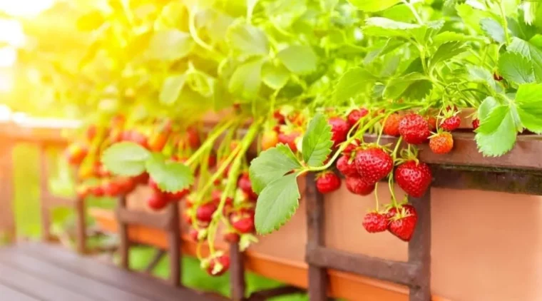 wie erdbeeren im september pflanzen