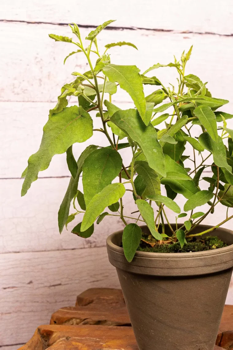 wie lange kann eukalyptus draussen bleiben zitronen uukalyptus in topf im wohnzimmer