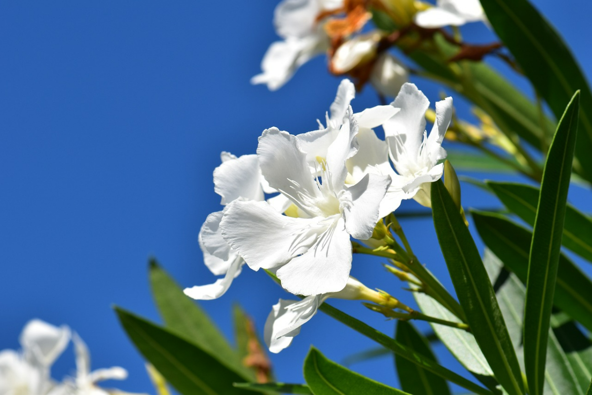 wie oleander ueberwintern weisse blueten baum spitze blaeter