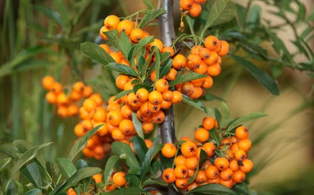 wie sieht sanddorn aus baum mit vielen gelben beeren