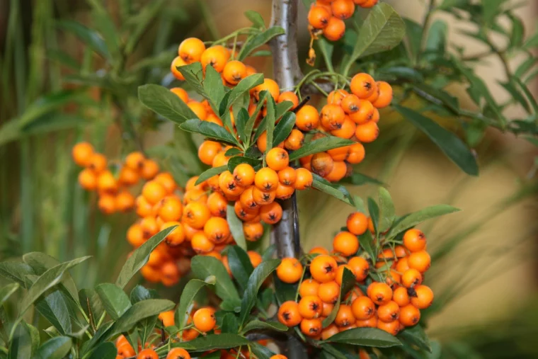 wie sieht sanddorn aus baum mit vielen gelben beeren