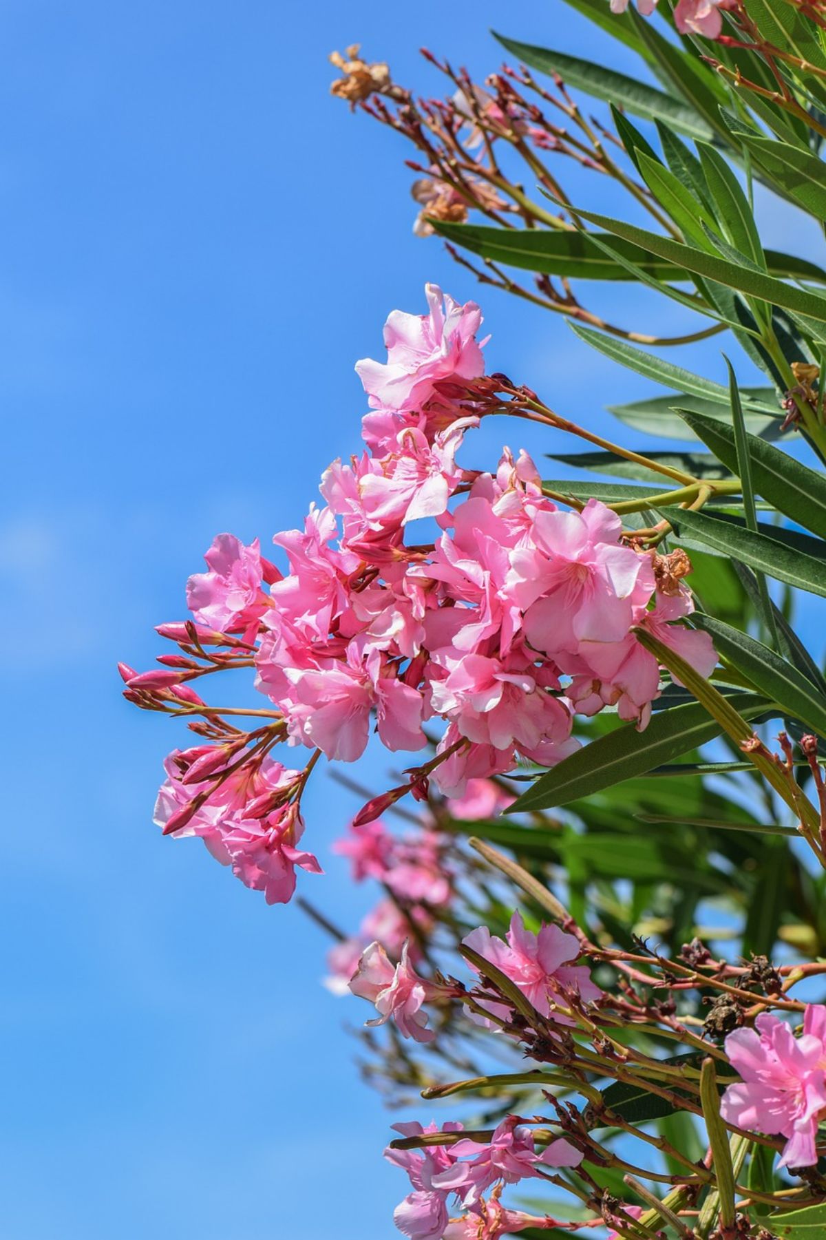 wie ueberwintere ich oleander richtig gartenpflanze mit rosa blueten