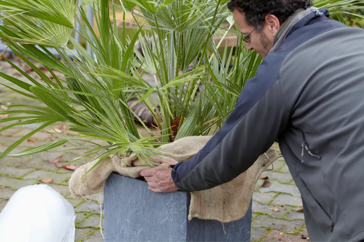 wie viel frost vertraegt eine palme winterschutz fuer palmen mann deckt mit jutevlies eine palme im kuebel