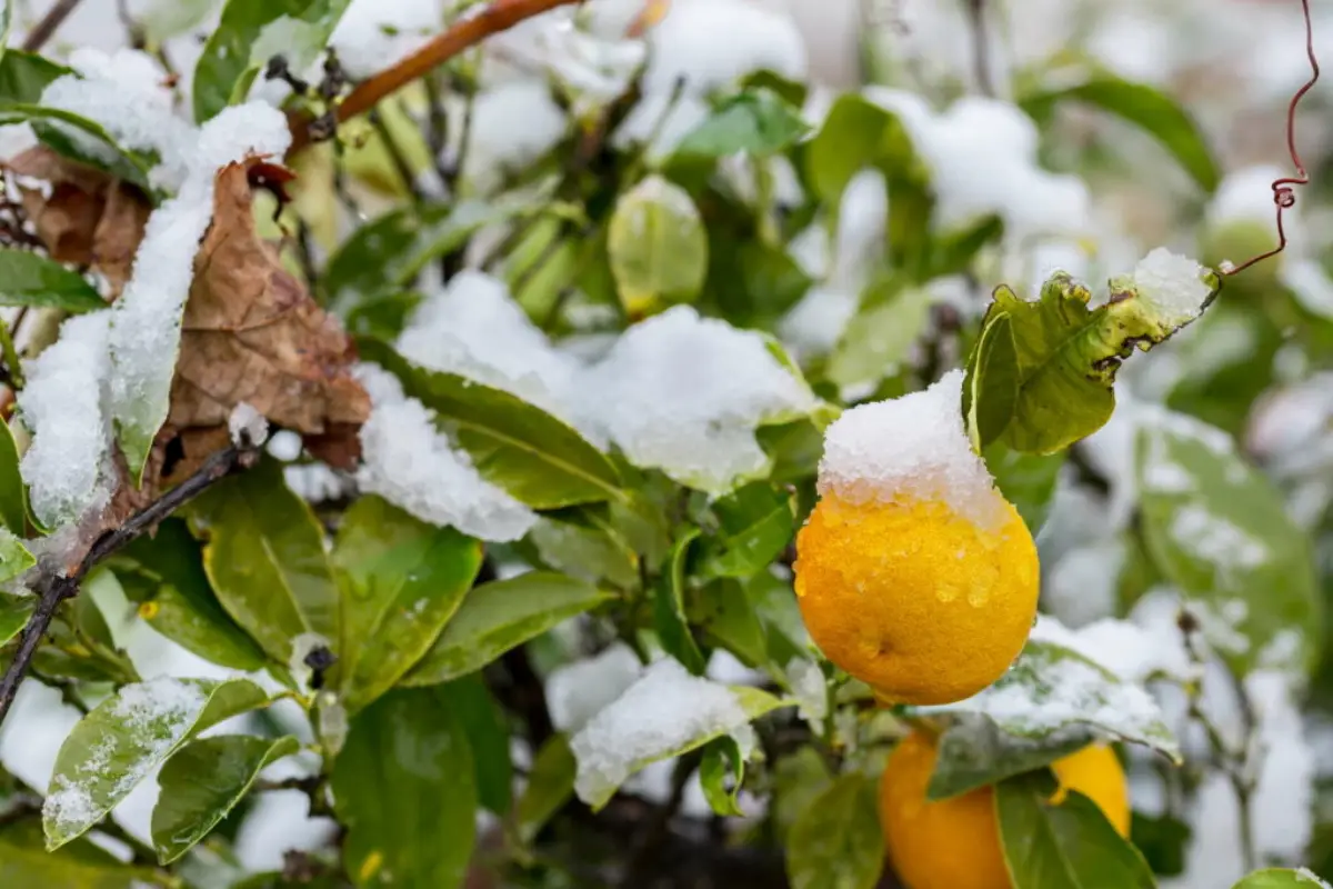 wie viel grad minus haelt ein orangenbaum aus zitrusbaeume mit schnee bedeckt