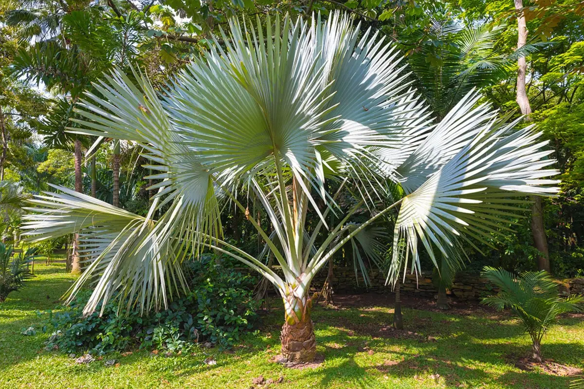 winterharte palmen fuer den garten wie packt man eine palme fuer den winter ein chinesische hanfpalme im garten