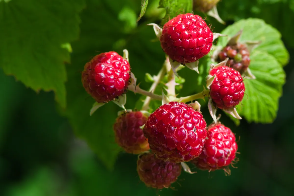 wir sagen himbeeren duengen im fruehjahr oder herbst