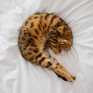 wo schlaeft eine katze am liebsten bengalkatze im bett