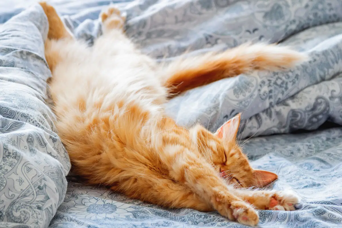 wo schlaeft eine katze am liebsten katze im bett lassen orange katze streckt sich im bett
