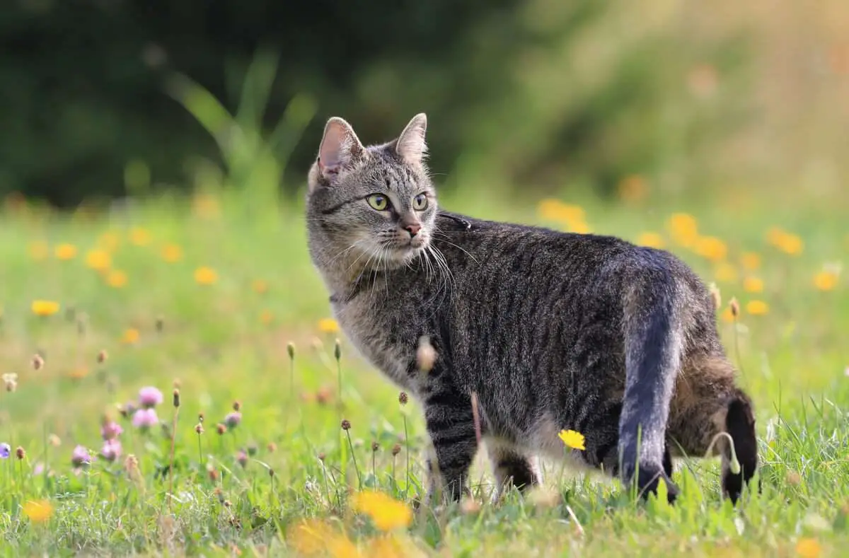 wo soll die katze nachts schlafen freigaengerkatze graue katze laeuft im garten