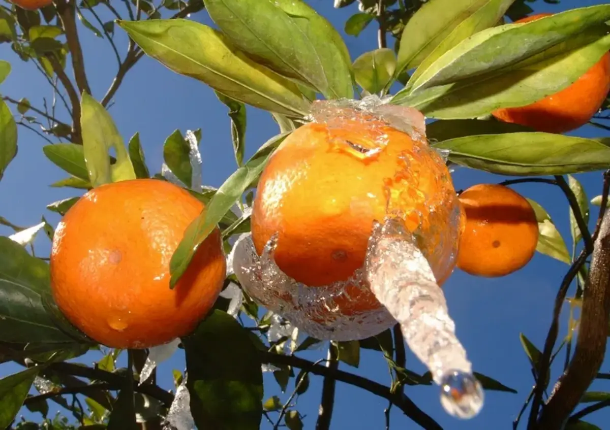 zitrusbaum winterhart sind orangenbaeume winterhart orangen fruechte gefroren draussen