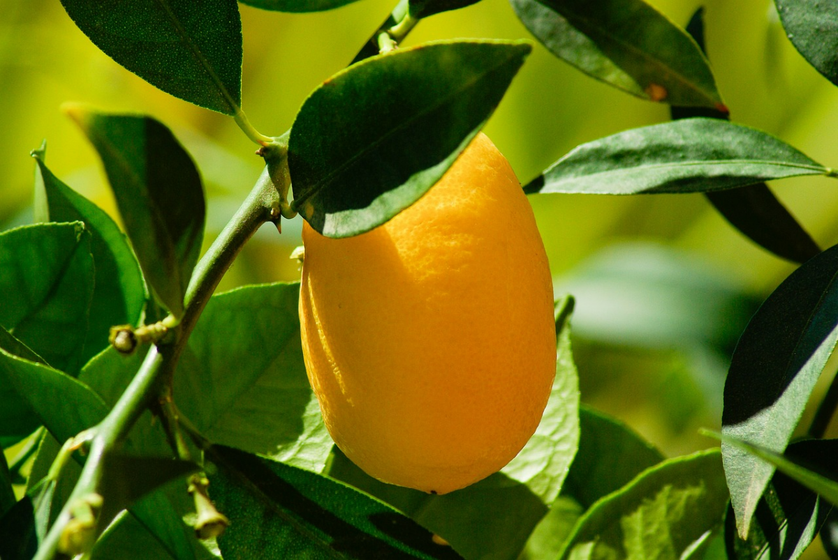 zitrusfrucht am baum zitrusbaum kumquat winterpflege