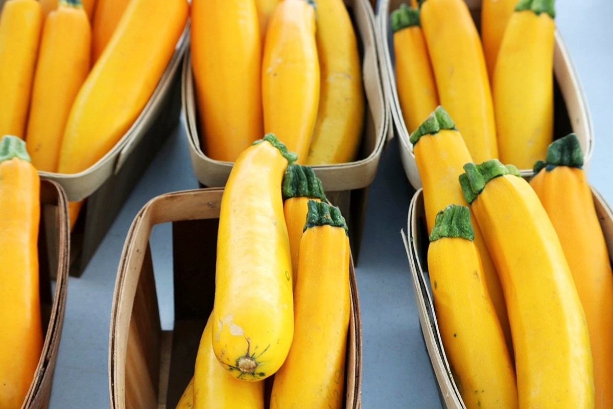 zucchini lagerng gelbe zucchinisorte aufbewahrung
