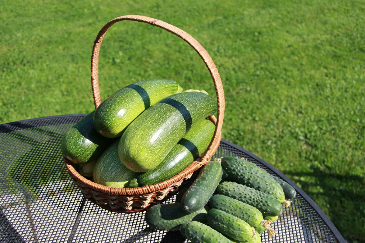 zucchinis aufbewahren richtige lagerung von zucchinifruechte