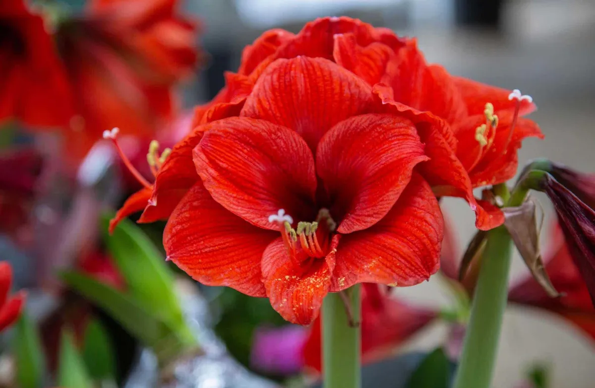 аmaryllis überwintern zwiebeln an einen kühlen dunklen ort stellen