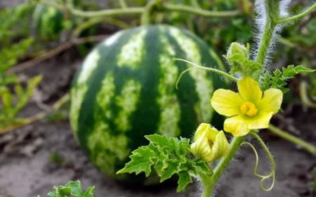 watermelon bigstock ripe watermelon in the garden 317703751 1024x858