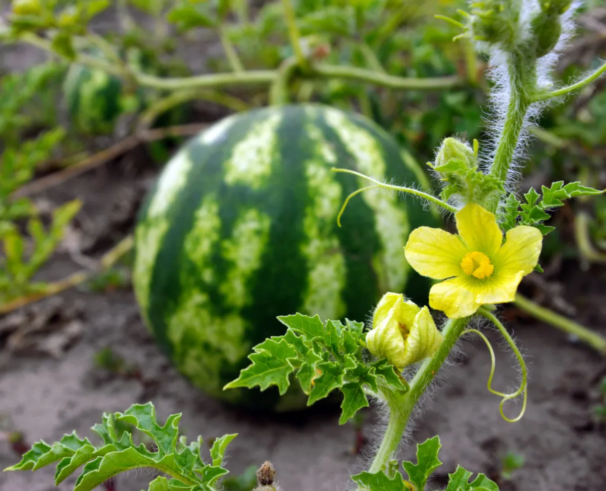 watermelon bigstock ripe watermelon in the garden 317703751 1024x858