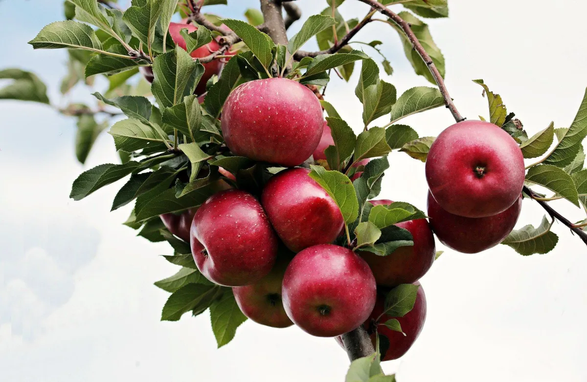 äpfel und birnen im herbst pflanzen winterharte sorten