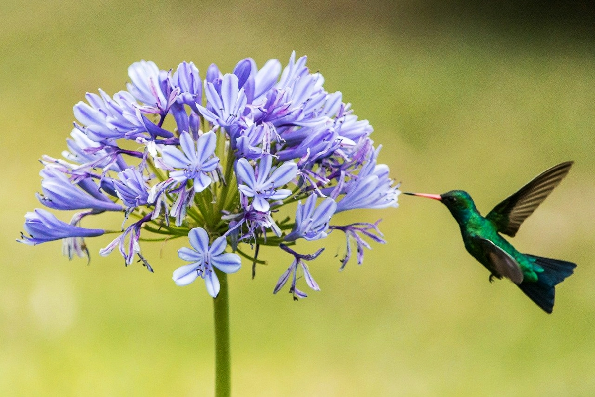 agapanthus bluete runde blume lilie fliegende kolibri