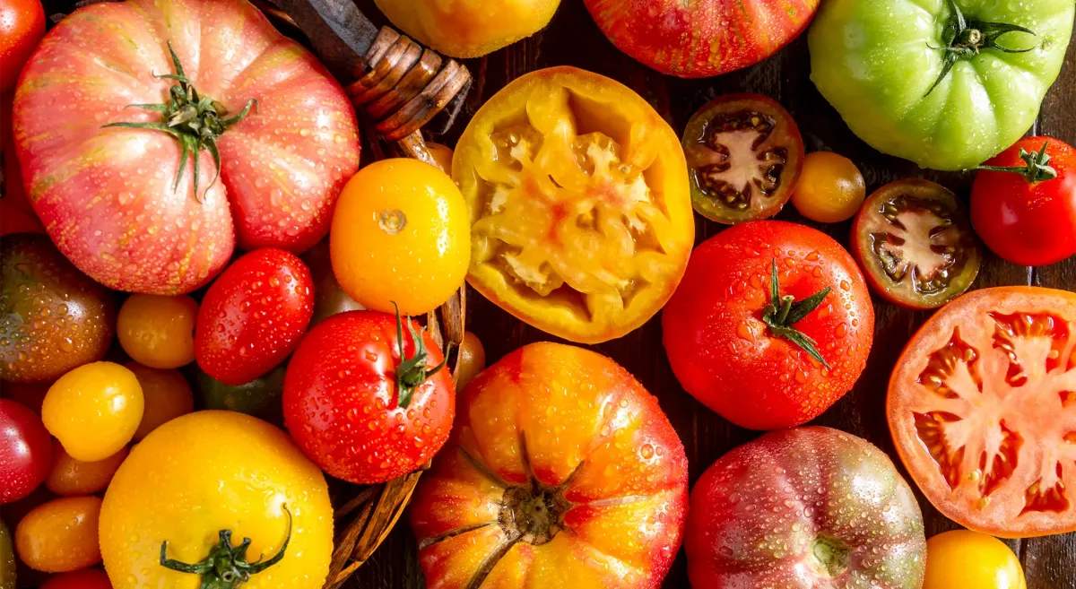 alle tomatensorten hoher gehalt an antioxidantien