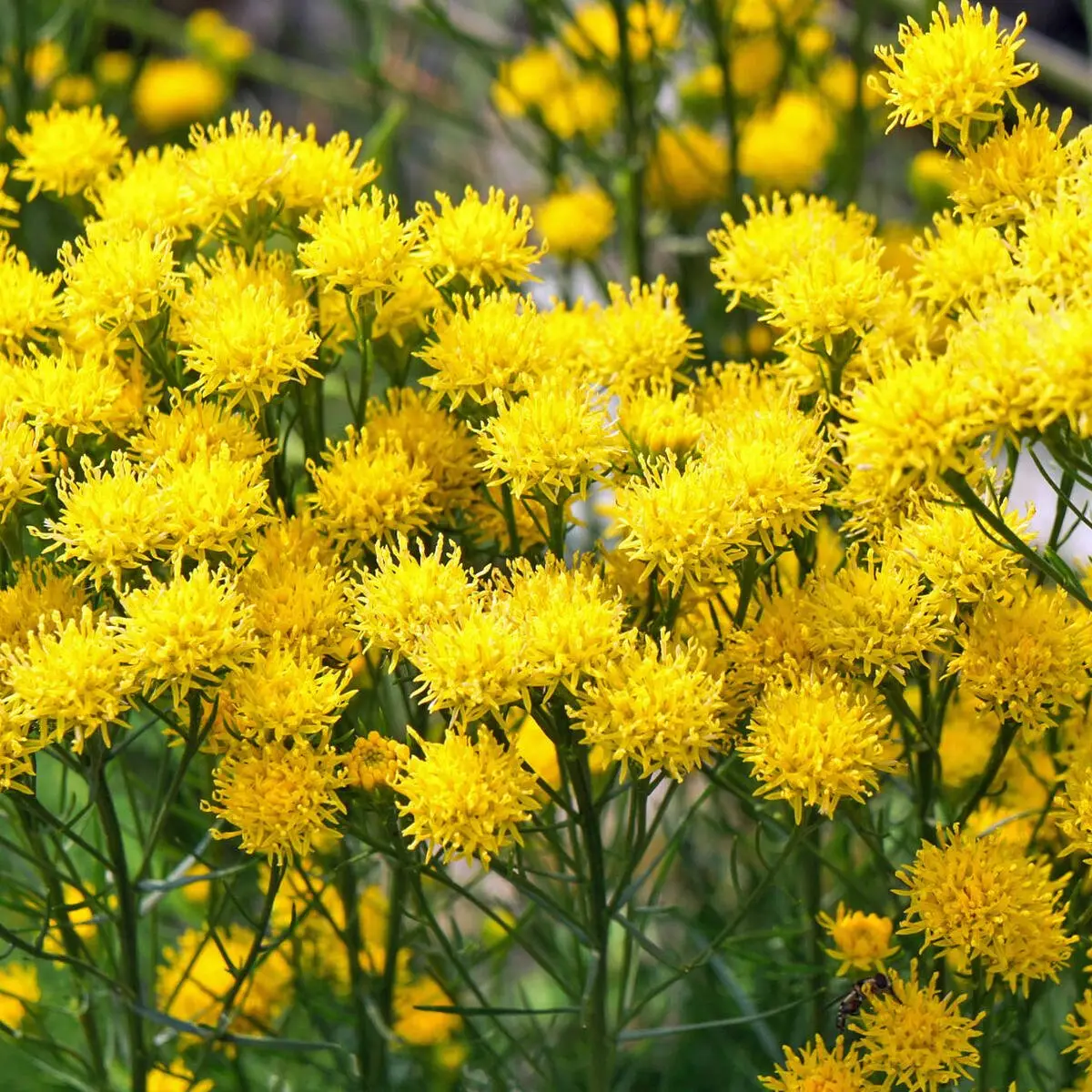 aster ueberwintern wie sieht eine winter aster aus goldhaar aster im freien blueht gelb