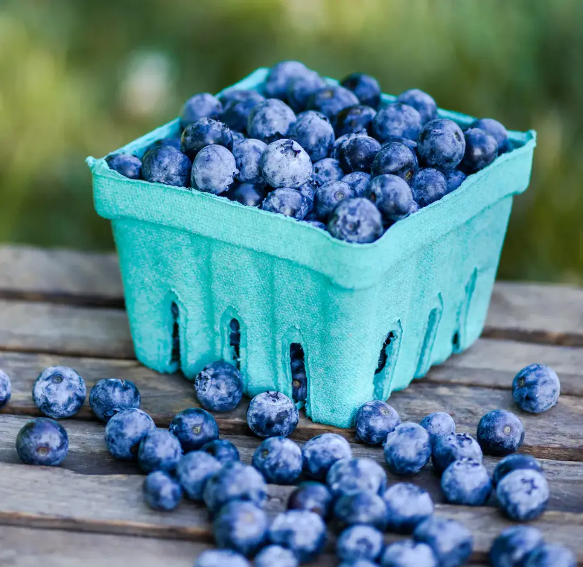 blaubeeren gegen altern zellschäden im körper verhindern