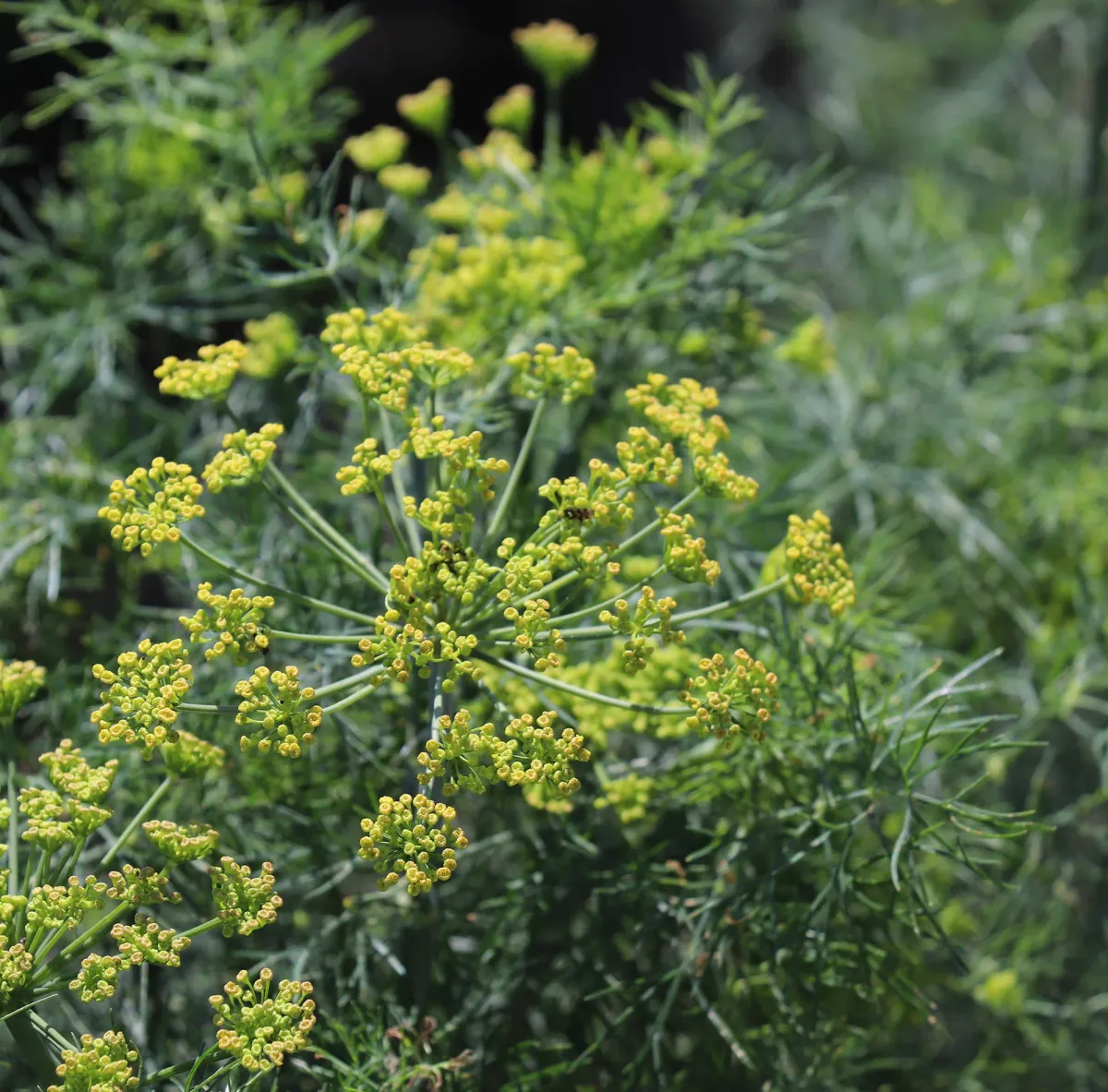 dill im oktober pflanzen gartenarbeit im herbst