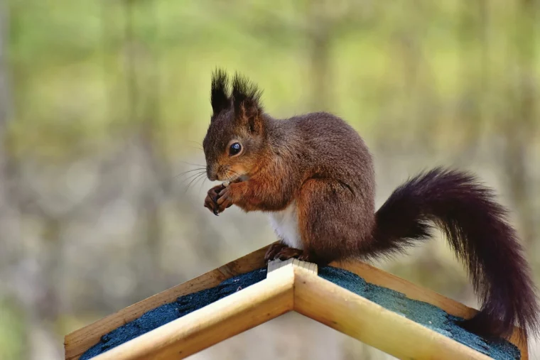 eichhoernchen auf dem dachboden vertreiben homan