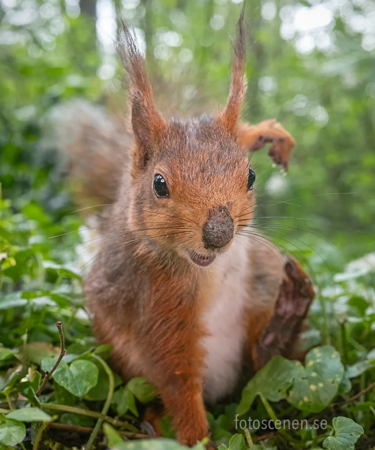 eichhörnchen beeren und nüsse fressen im garten