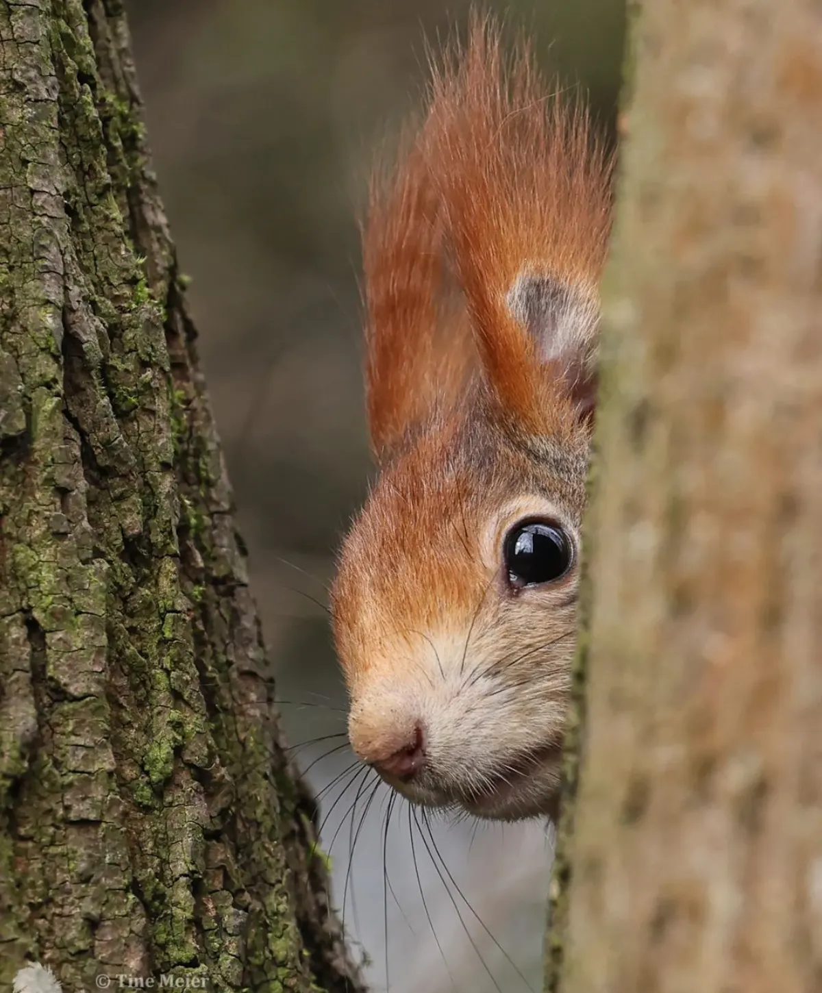 eichhörnchen im garten loswerden mit natürlichen düften