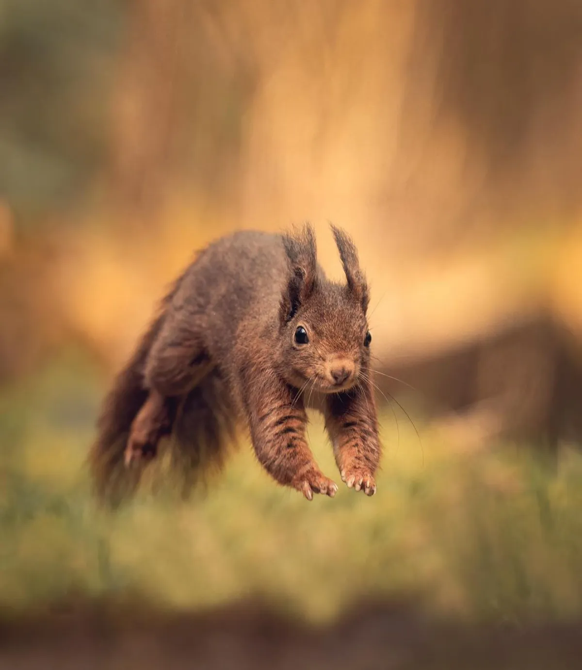 eichhörnchen loswerden keine lebensmittel im freien aufbewahren