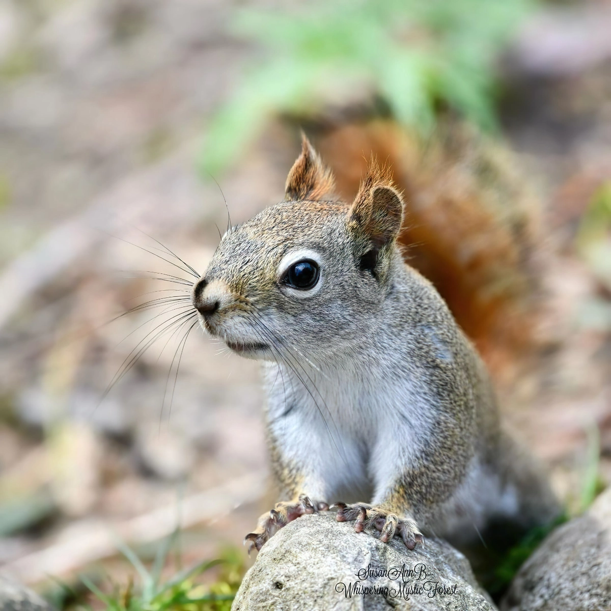 eichhörnchen vertreiben auf dem dachboden auf humane weise whisperingmysticforest