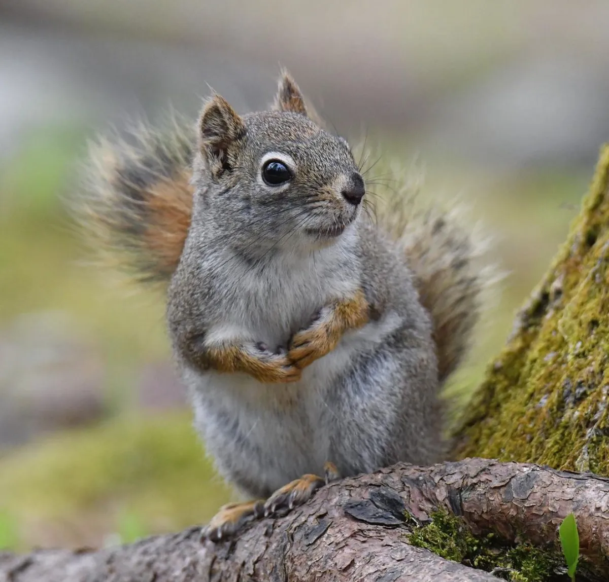 eichhörnchen vertreiben mit hausmitteln und natürlichen düften
