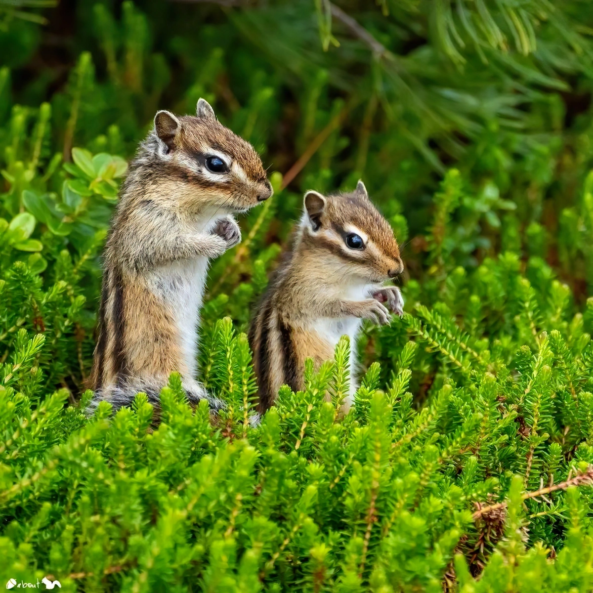 eichhörnchen vertreiben vom haus und dachboden zwei nageltiere nuts about squirrels