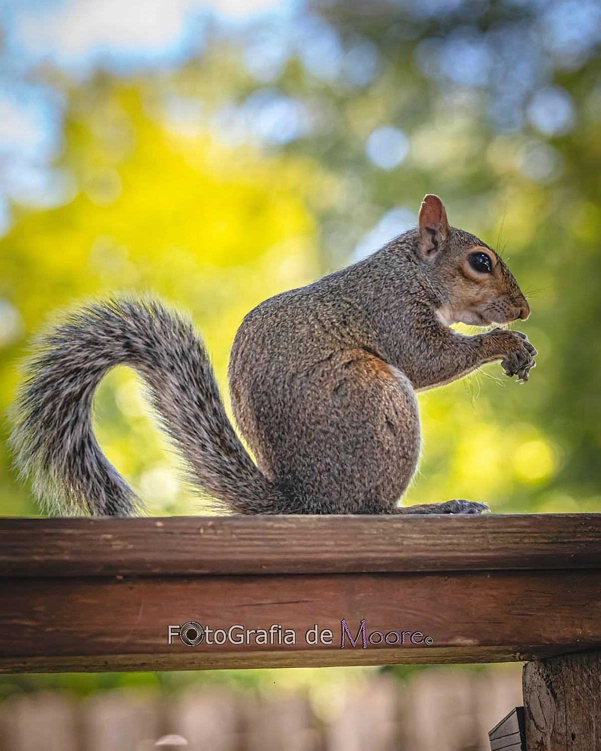 einhoernchen loswerden mit hausmitteln und humanen methden the art of the squirrel