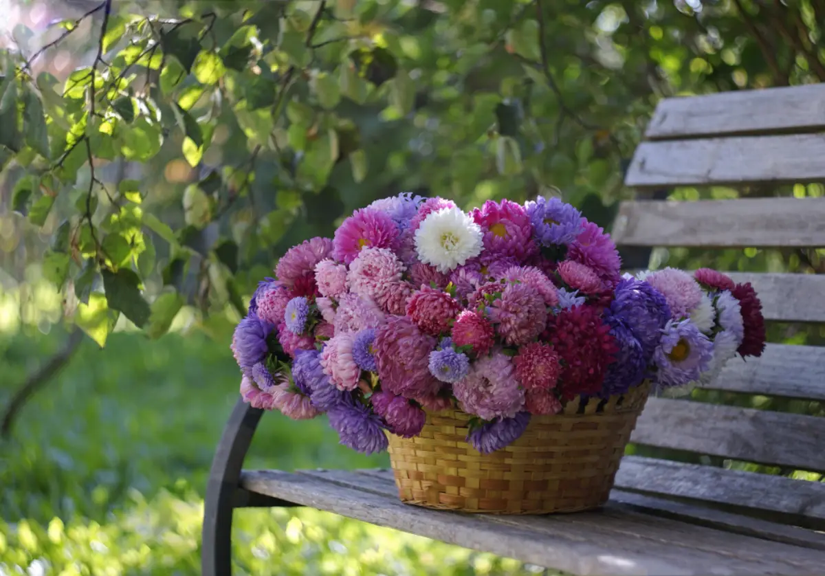 herbstaster standort ueppige kissenastern in korb bunte blumen