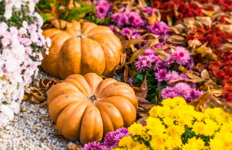 herbstdeko im freien bunte chrysanthemen zwei kürbisse