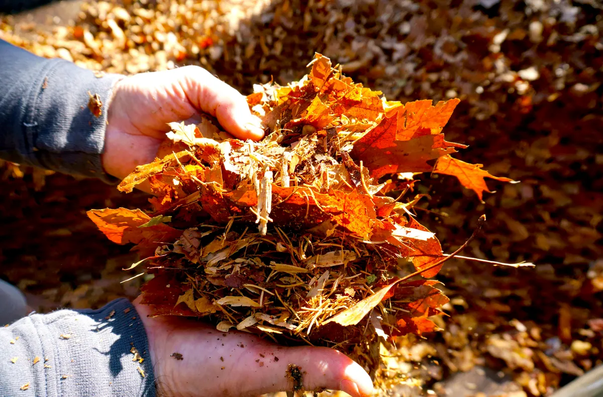 Herbstlaub Verwerten: 4 Tipps, Wie Sie Es Sinnvoll Nutzen