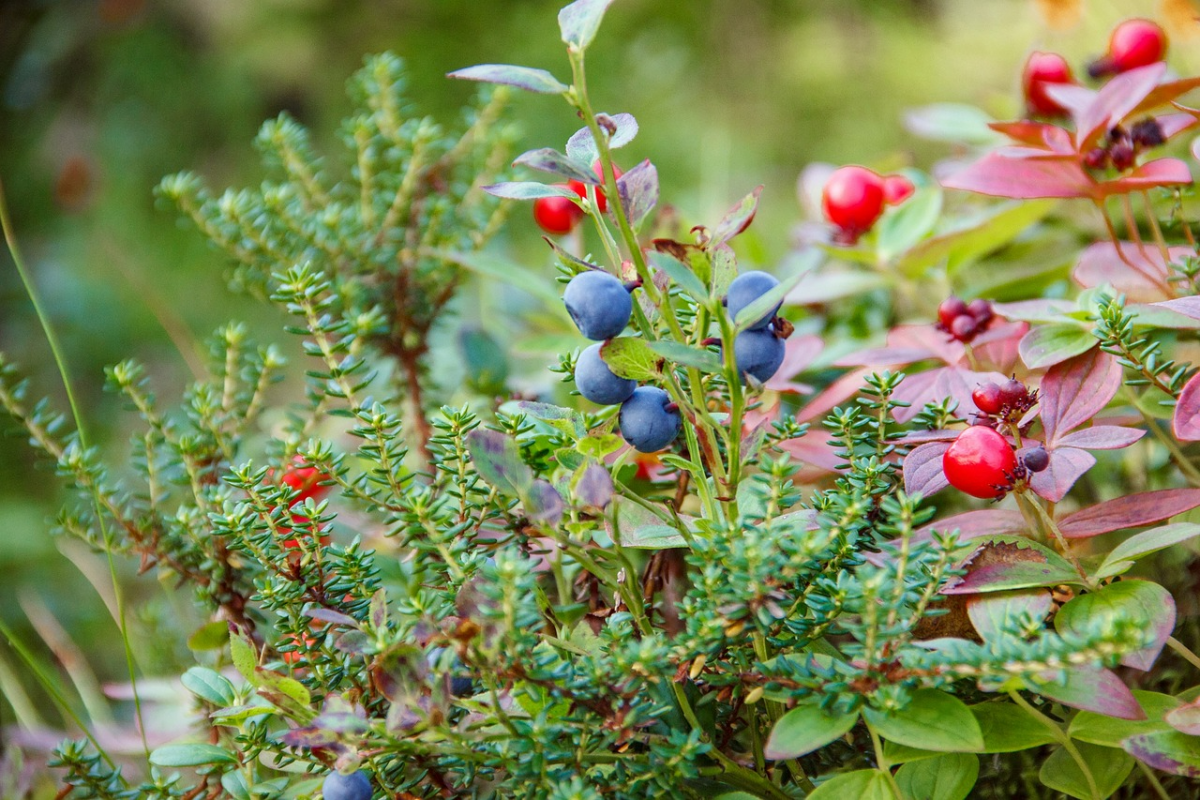 juniperus communis pflanze mit beeren im wald