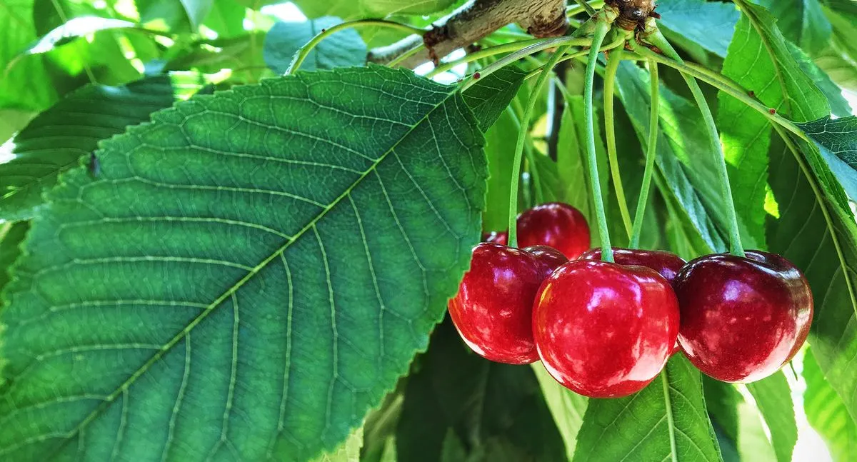 kirsche nicht pflanzen im herbst in den nördlichen regionen