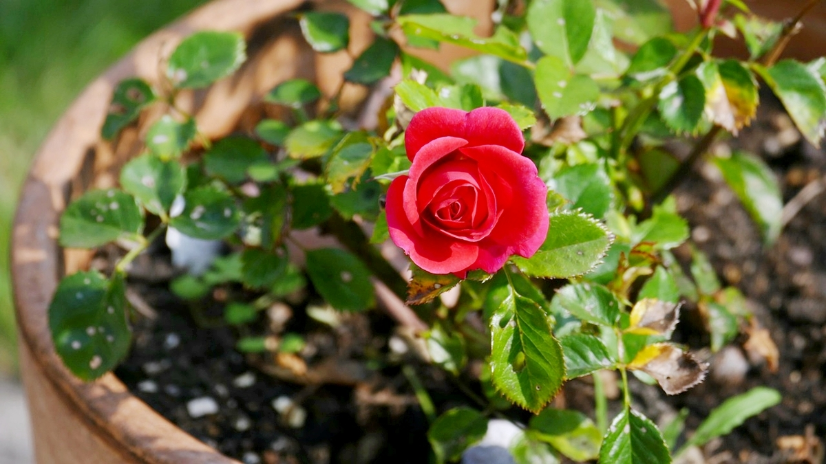 kleine rose im topf rote bluete