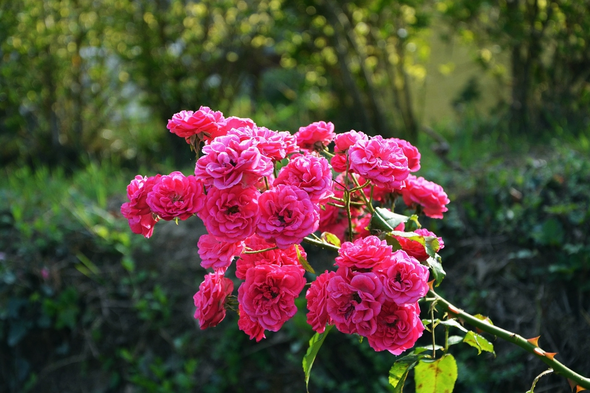 kletterrosen beschneiden rosa rosen an der sonne im garten