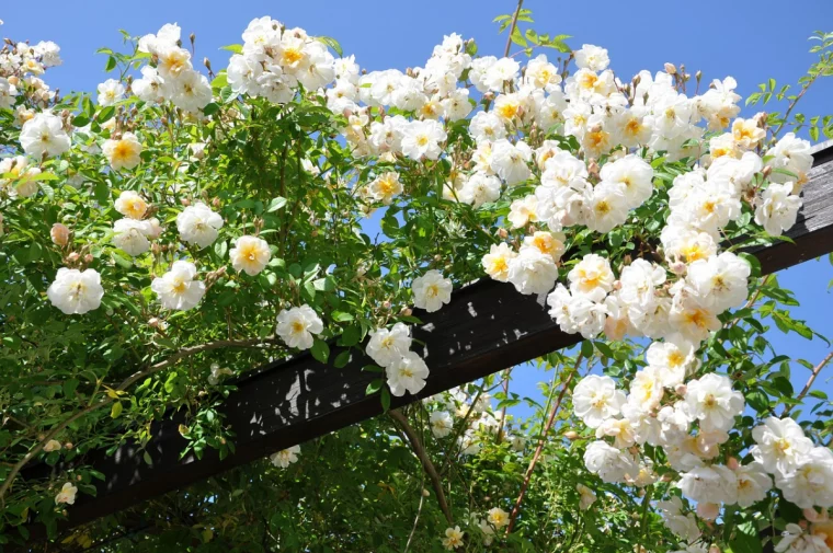 kletterrosen schneiden weisse rosen am baum im garten